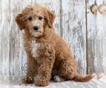Small #1 Goldendoodle (Miniature)