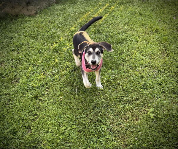 Medium Photo #7 German Shepherd Dog Puppy For Sale in Holly Springs, NC, USA