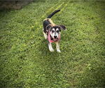 Small #6 German Shepherd Dog