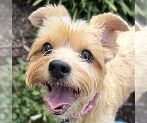 Mutt Dogs for adoption in Arlington, VA, USA