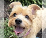 Lucy - Female Mutt Dog for Adoption - Small photo