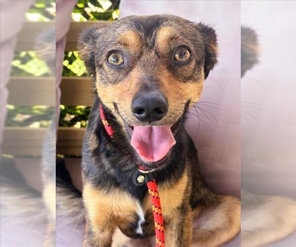 Medium Photo #1 Mutt Puppy For Sale in Woodland, CA, USA