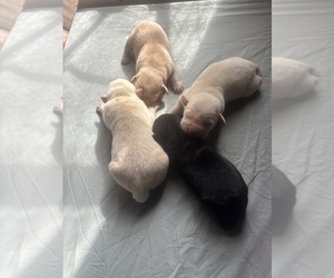 Labrador Retriever Puppy for sale in GERBER, CA, USA