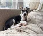 Small #9 American Staffordshire Terrier-Siberian Husky Mix