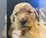 Puppy Pink Golden Retriever