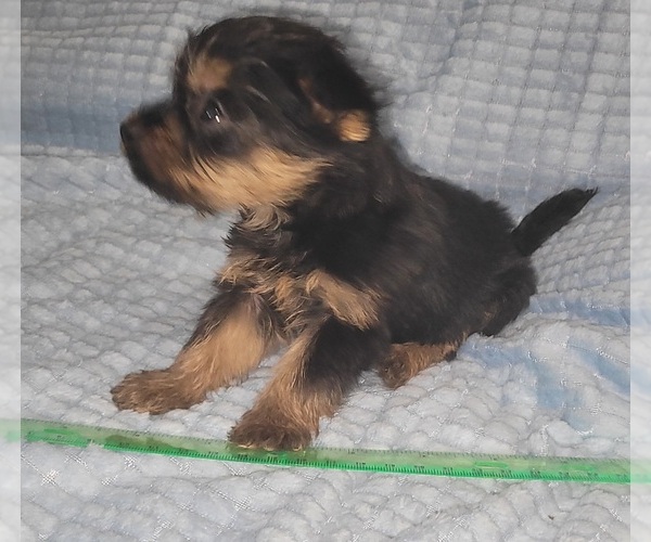 Medium Photo #196 Yorkshire Terrier Puppy For Sale in AKRON, OH, USA
