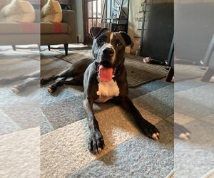 Champ - Male American Pit Bull Terrier-Unknown Mix Dog for Adoption - Photo #6