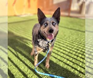 Mutt Dogs for adoption in Las Vegas, NV, USA