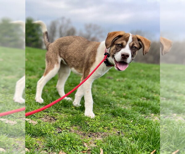 Medium Photo #3 Mutt Puppy For Sale in Lawrenceville, NJ, USA