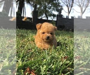 Poodle (Toy) Puppy for sale in PORTERVILLE, CA, USA