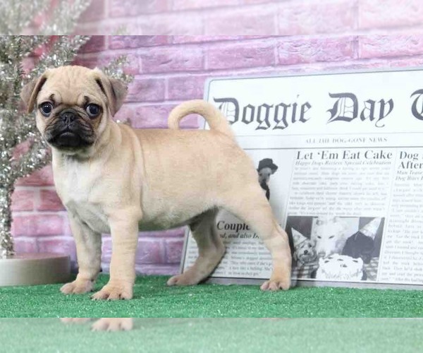 Medium Photo #5 Pug Puppy For Sale in BEL AIR, MD, USA