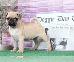 Small Photo #5 Pug Puppy For Sale in BEL AIR, MD, USA