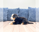 Small #3 Bernese Mountain Dog