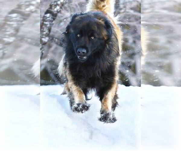 Medium Photo #1 Estrela Mountain Dog Puppy For Sale in Cherryville, British Columbia, Canada