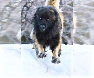 Estrela Mountain Dog Puppy for Sale in Cherryville, British Columbia Canada
