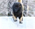 Small Photo #1 Estrela Mountain Dog Puppy For Sale in Cherryville, British Columbia, Canada