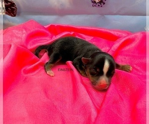 Morkie Puppy for sale in CASSVILLE, MO, USA