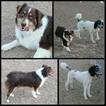 Small Photo #1 Aussiedoodle-Australian Shepherd Mix Puppy For Sale in PAHRUMP, NV, USA