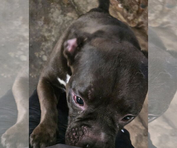 Medium Photo #3 Free-Lance Bulldog Puppy For Sale in Jackson, MS, USA