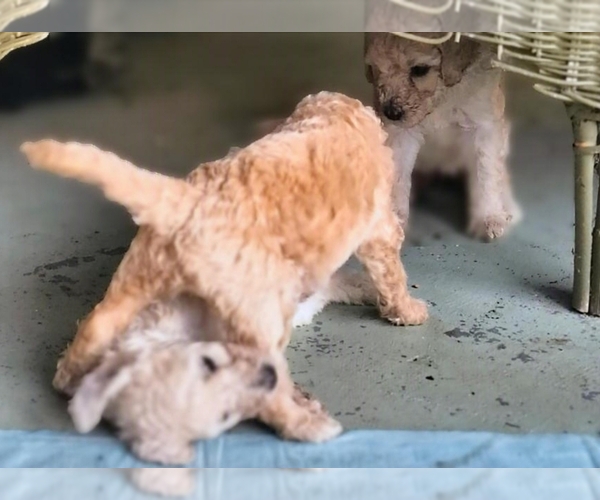 Medium Photo #11 Poodle (Standard) Puppy For Sale in WINCHESTER, TN, USA