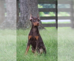 Small #1 Doberman Pinscher