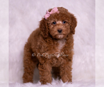 Small Photo #74 Goldendoodle (Miniature) Puppy For Sale in WARSAW, IN, USA