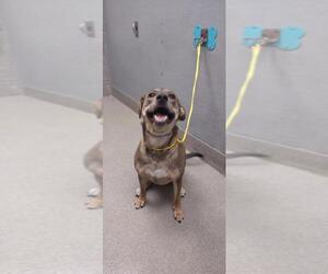 German Shepherd Dog-Unknown Mix Dogs for adoption in Las Vegas, NV, USA