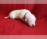 Small Photo #9 Dalmatian Puppy For Sale in KATY, TX, USA
