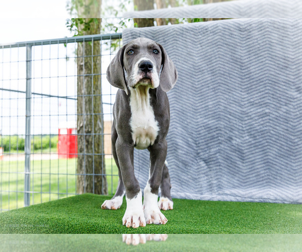 Medium Photo #5 Great Dane Puppy For Sale in WAKARUSA, IN, USA