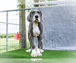 Small #4 Great Dane