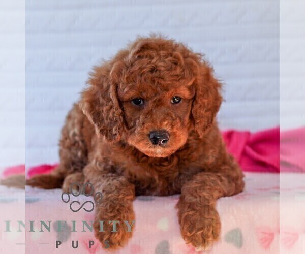 Medium Photo #6 Goldendoodle (Miniature) Puppy For Sale in LITITZ, PA, USA