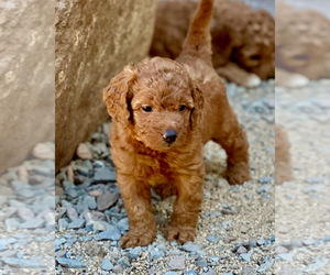Labradoodle-Poodle (Miniature) Mix Puppy for sale in RENO, NV, USA