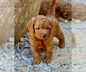 Medium Labradoodle-Poodle (Miniature) Mix