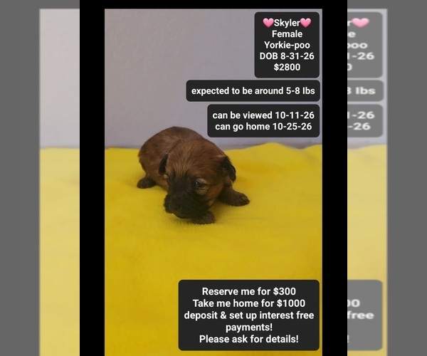Medium Photo #1 Yorkipoo Puppy For Sale in TUCSON, AZ, USA