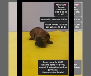 Yorkipoo Puppy for sale in TUCSON, AZ, USA