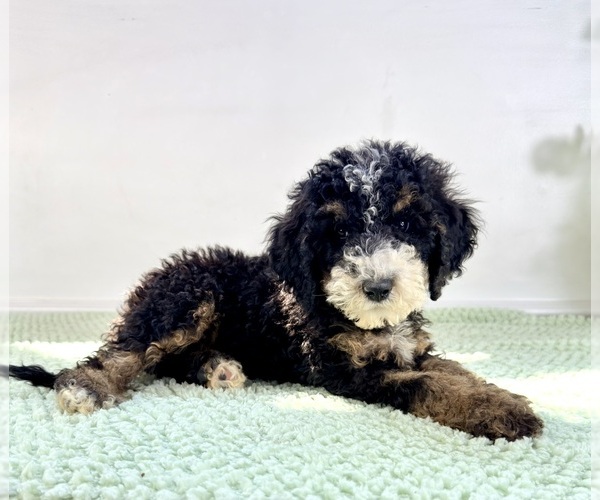 Medium Photo #2 Bernedoodle (Miniature) Puppy For Sale in GREENFIELD, IN, USA