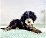 Small #1 Bernedoodle (Miniature)