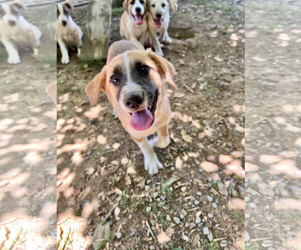 Medium Photo #3 Great Pyrenees-Unknown Mix Puppy For Sale in Tracy City, TN, USA