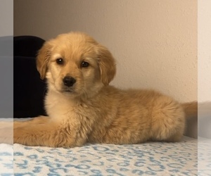 Golden Retriever Puppy for sale in FRANKLIN, IN, USA