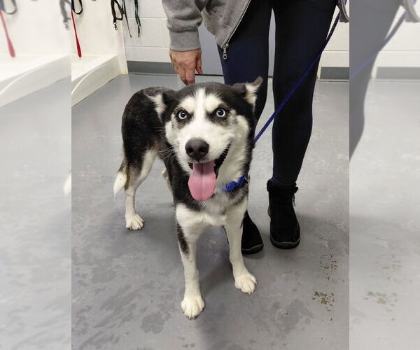 Medium Photo #1 Siberian Husky-Unknown Mix Puppy For Sale in South Bend, IN, USA
