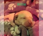 Small Photo #7 Labrador Retriever Puppy For Sale in SWEET HOME, OR, USA