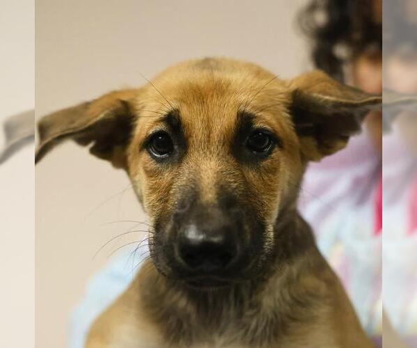 Medium Photo #1 German Shepherd Dog-Unknown Mix Puppy For Sale in San Antonio, TX, USA