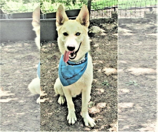 Medium Photo #2 Siberian Husky-Unknown Mix Puppy For Sale in Godley, TX, USA