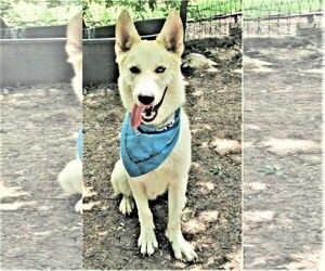 Luka - Male Siberian Husky-Unknown Mix Dog for Adoption - Photo #2