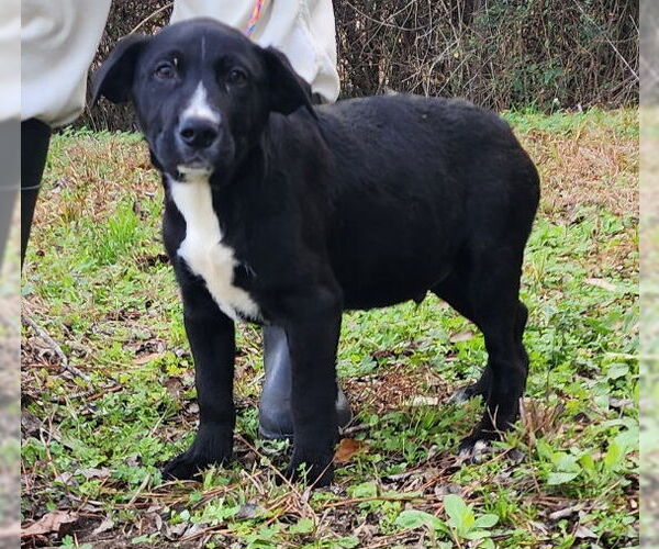 Medium Photo #1 Labrador Retriever-Unknown Mix Puppy For Sale in Wetumpka, AL, USA