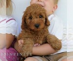 Small #3 Goldendoodle (Miniature)