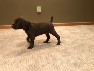 German Shorthaired Pointer Puppy for sale in NEW RICHMOND, WI, USA