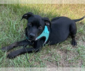 Gussie - Female Bulldog-Labrador Retriever Mix Dog for Adoption - Photo #5
