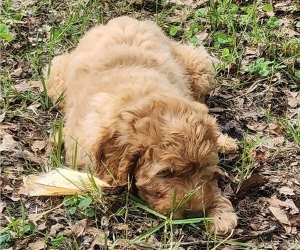 Medium Photo #3 Goldendoodle Puppy For Sale in WACO, TX, USA