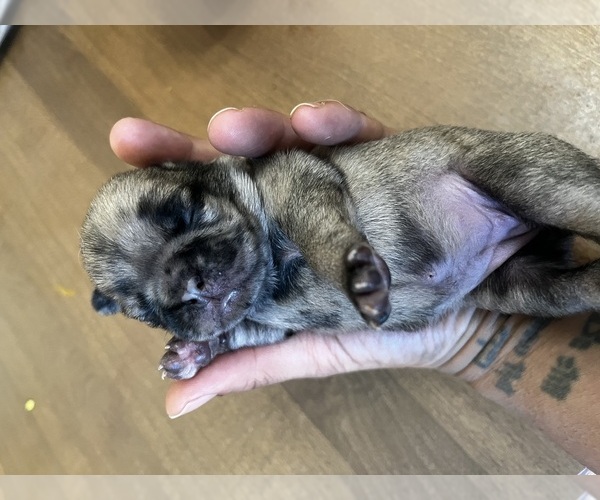 Medium Photo #6 Pug Puppy For Sale in HAGERSTOWN, MD, USA